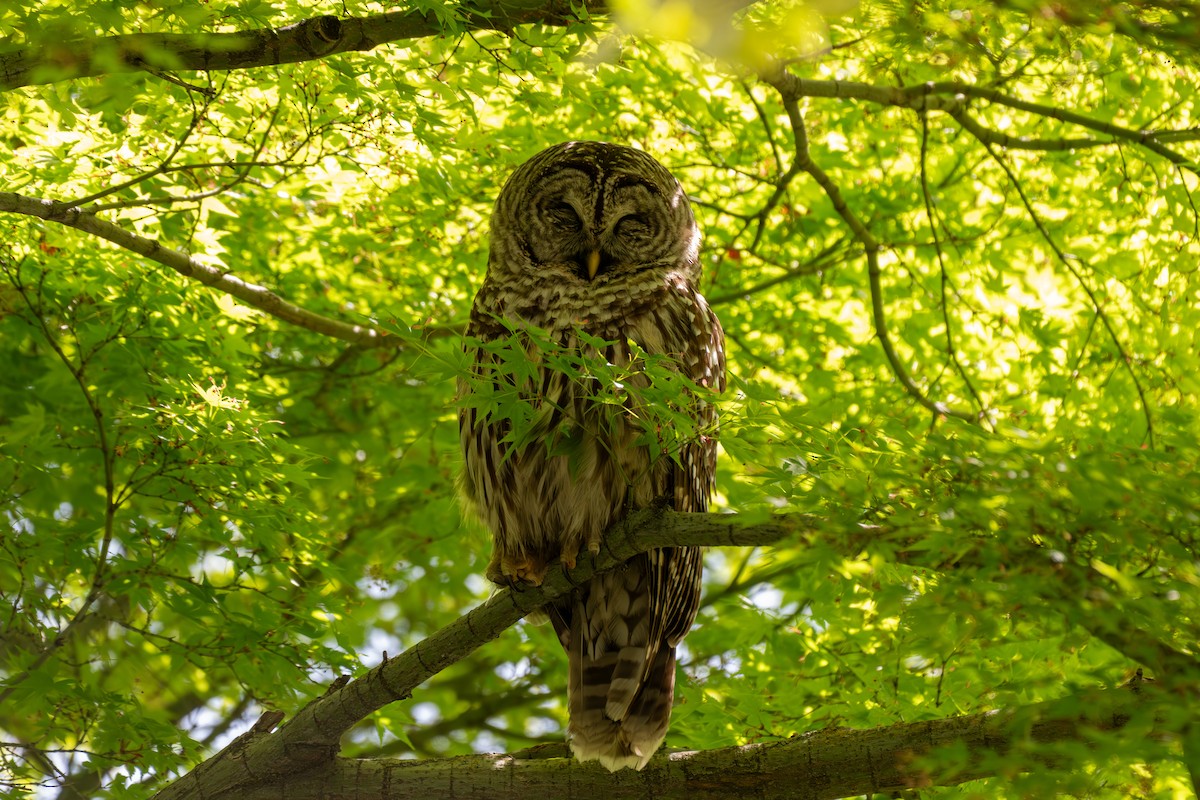 Barred Owl - ML636704646