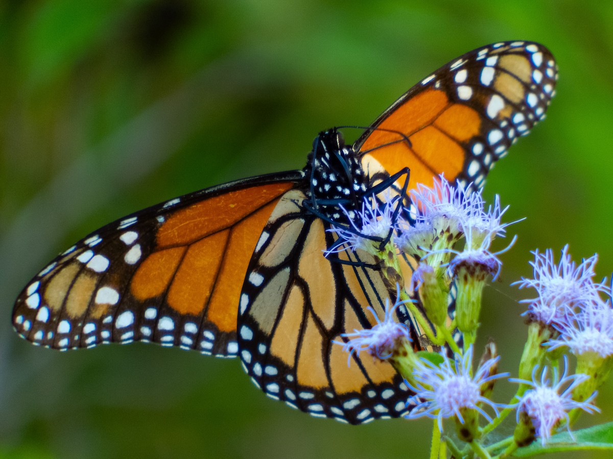Monarch - ML636704657