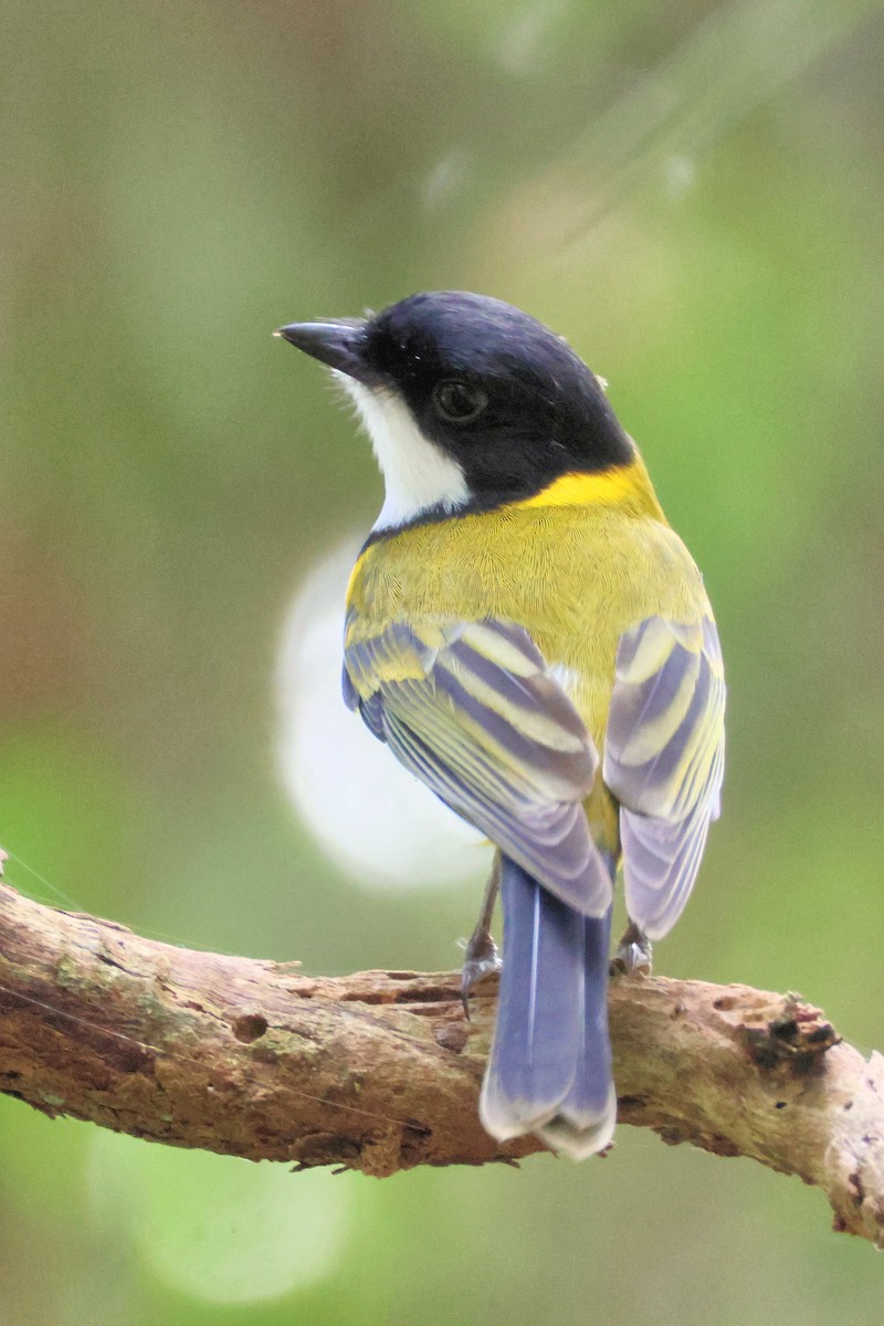 Golden Whistler - ML636704674