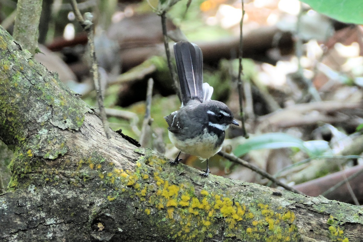 Gray Fantail - ML636704690
