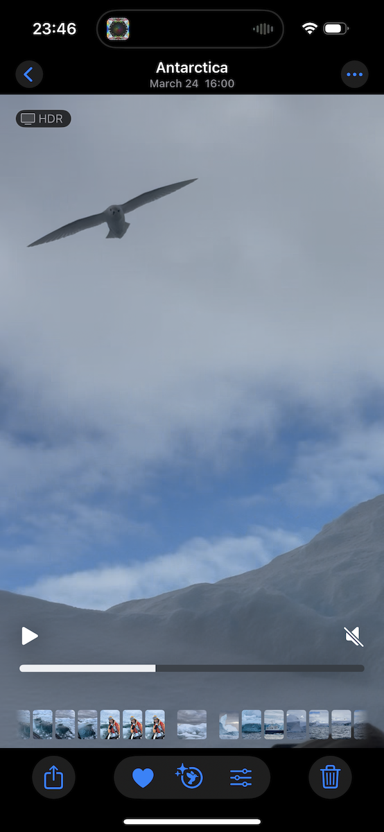 Snow Petrel - ML636704711
