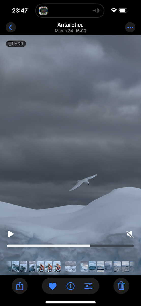 Snow Petrel - ML636704712