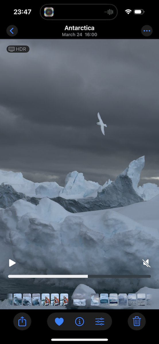 Snow Petrel - ML636704713