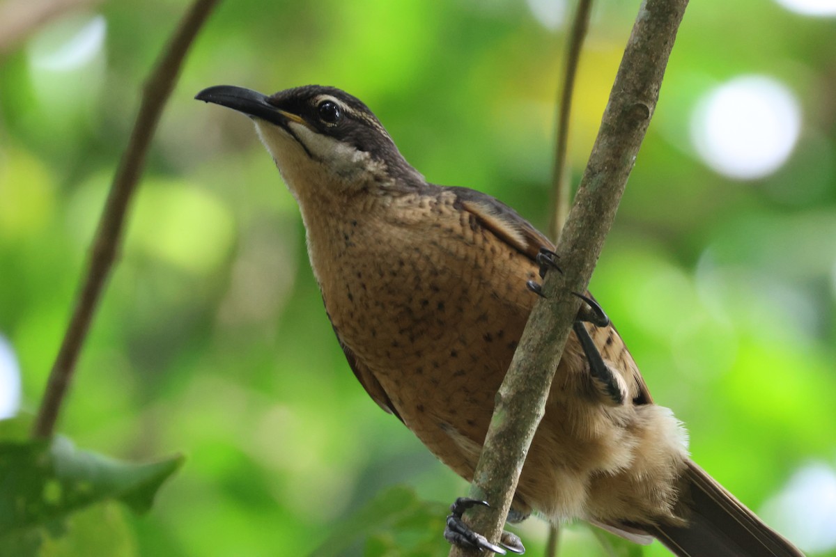 Victoria's Riflebird - ML636704718