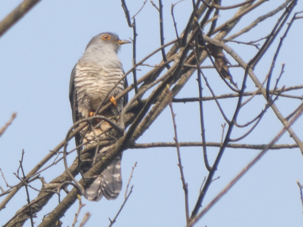 Himalayan Cuckoo - ML636704721