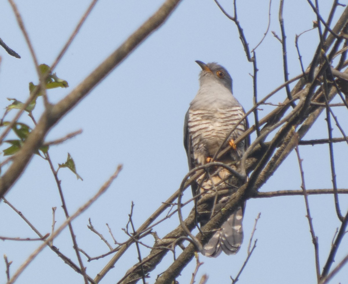 Himalayan Cuckoo - ML636704722