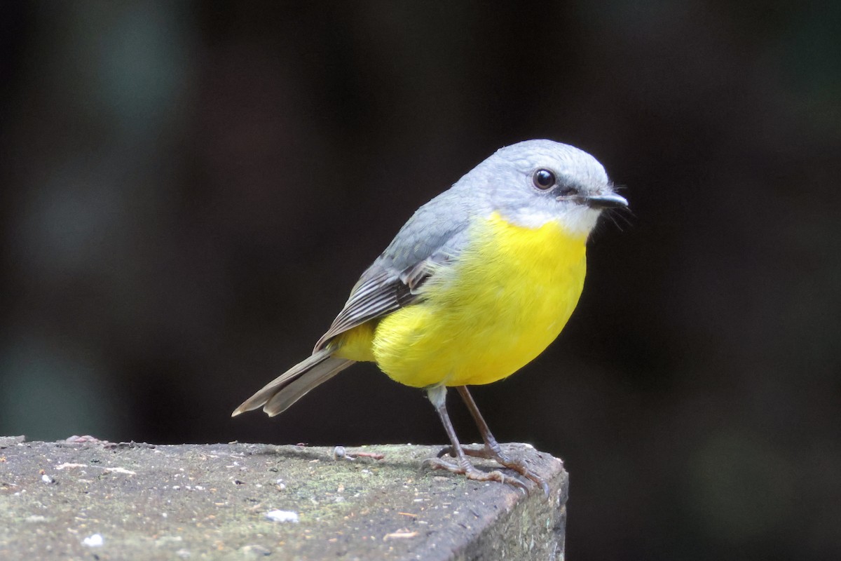 Eastern Yellow Robin - ML636704744