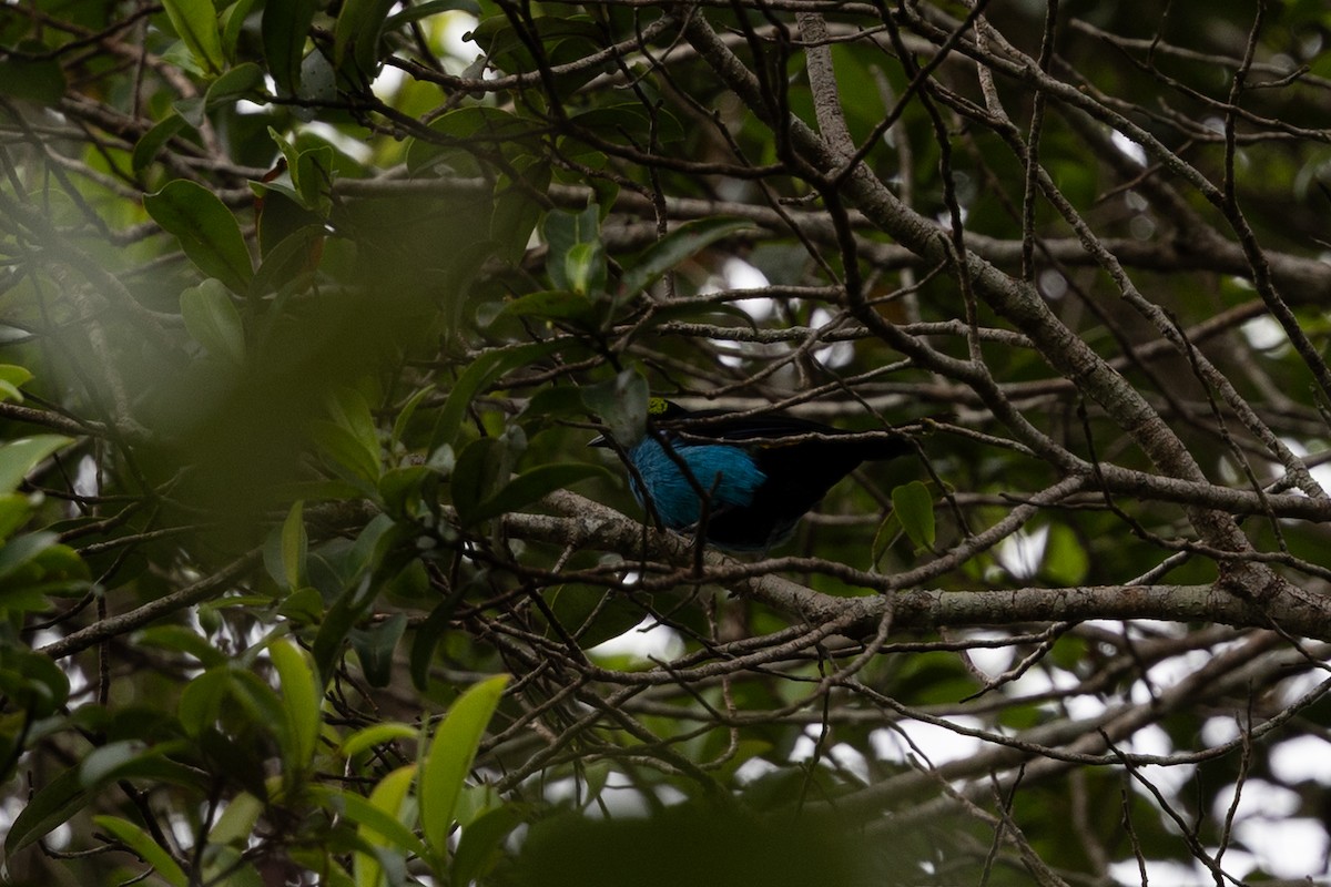 Paradise Tanager - ML636704769