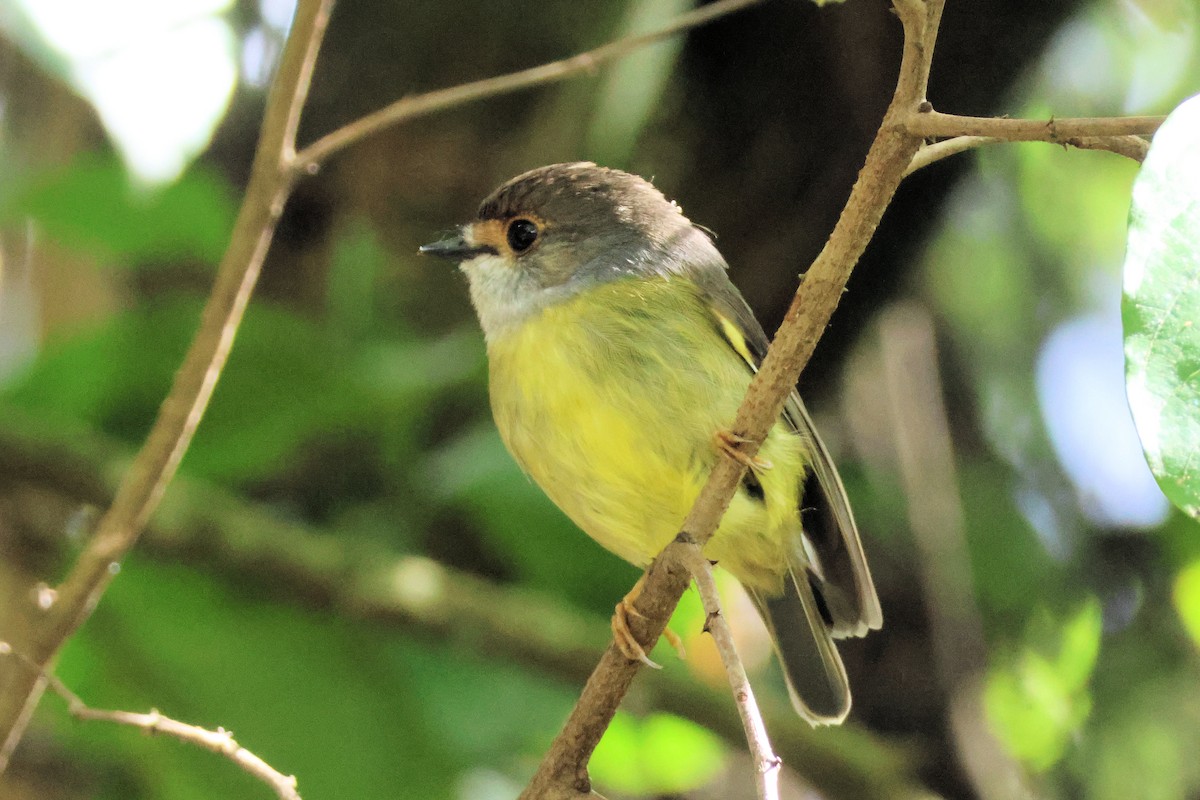 Pale-yellow Robin - ML636704773