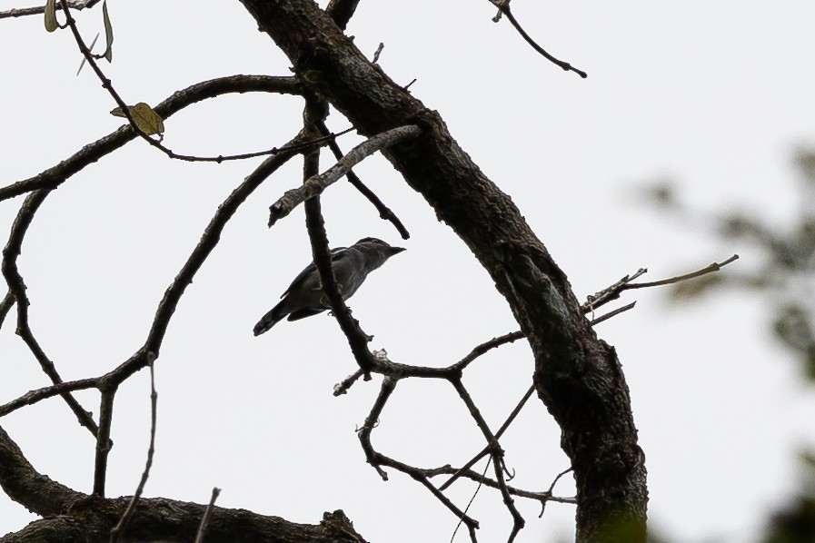 Black-capped Becard - ML636704799
