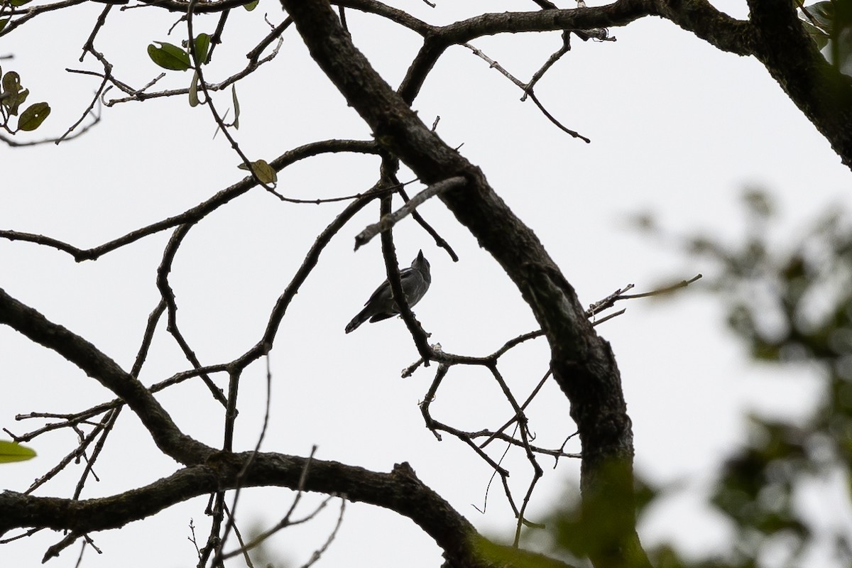 Black-capped Becard - ML636704800
