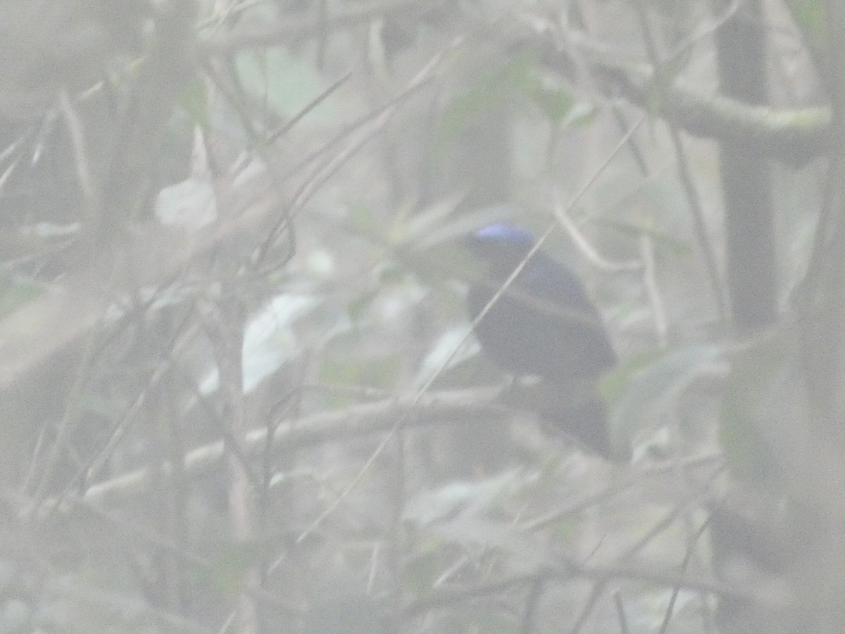 Large Niltava - ML636704801