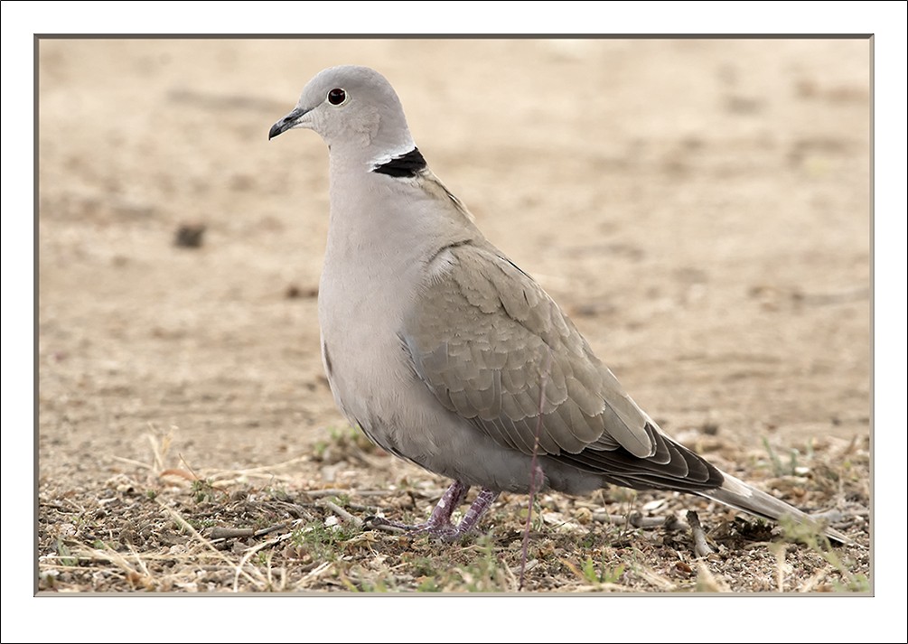 Eurasian Collared-Dove - ML63670481