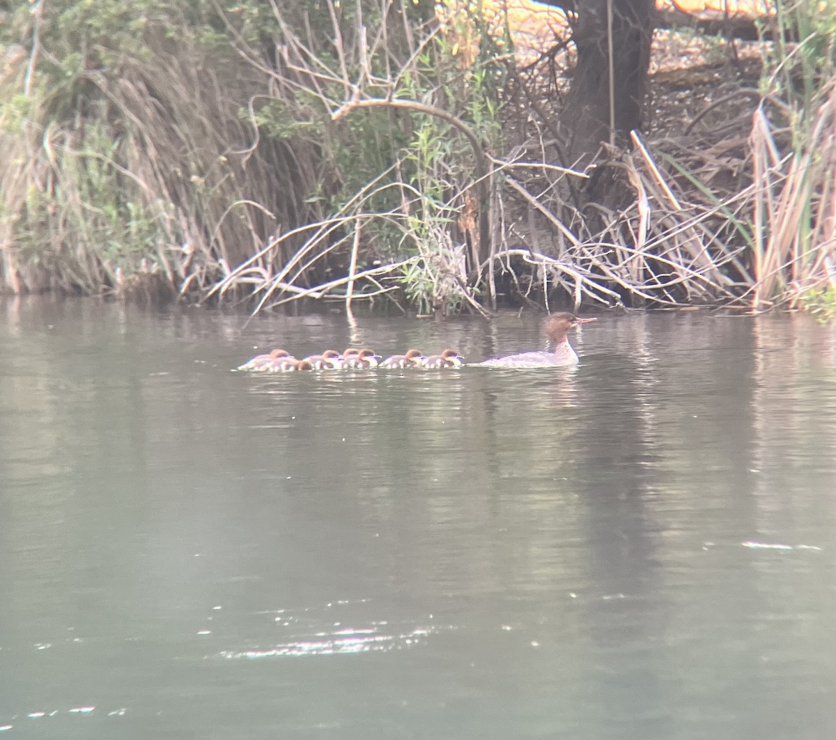 Smergo maggiore - ML636704859