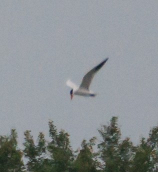 Caspian Tern - ML636704864
