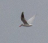 Caspian Tern - ML636704865
