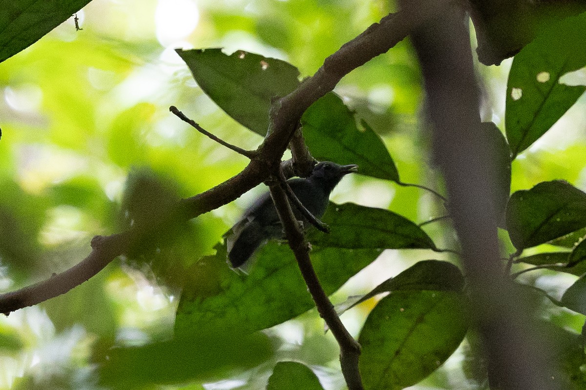 Dusky-throated Antshrike - ML636704877