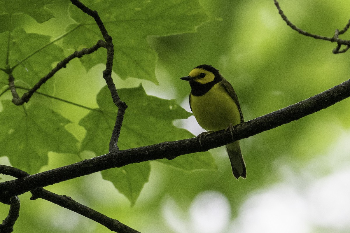 Hooded Warbler - ML636704965