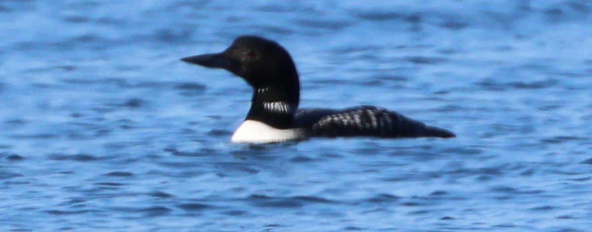 Common Loon - ML636704968