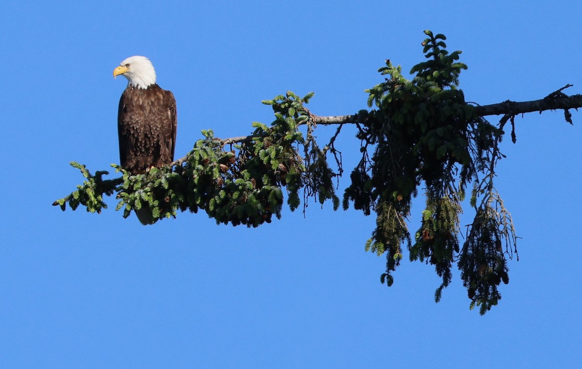 Bald Eagle - ML636704989