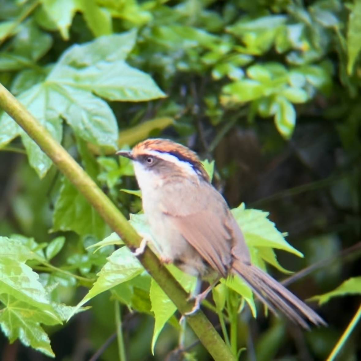 Rusty-capped Fulvetta - ML636704990