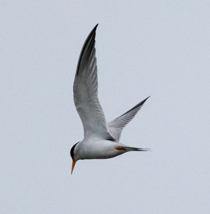 Least Tern - ML636705039