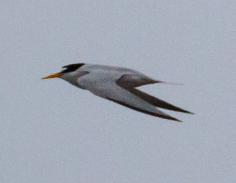 Least Tern - ML636705068