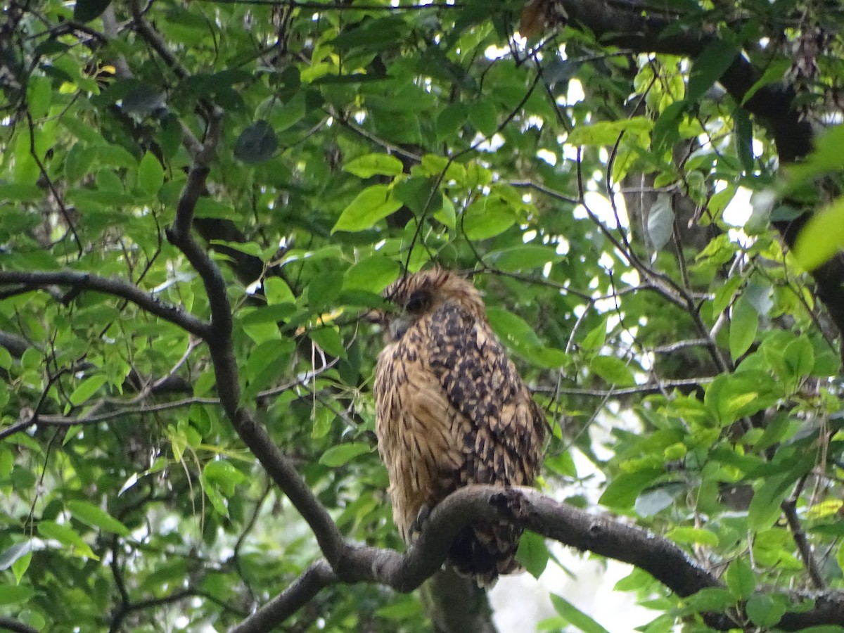 Tawny Fish-Owl - ML636705134