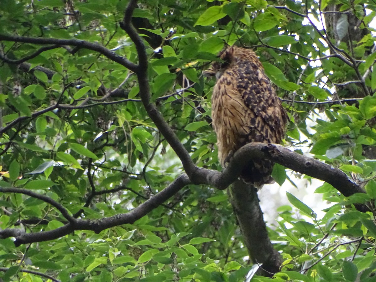Tawny Fish-Owl - ML636705143