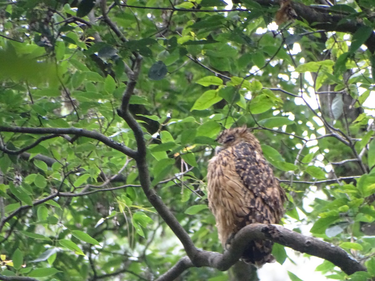 Tawny Fish-Owl - ML636705150
