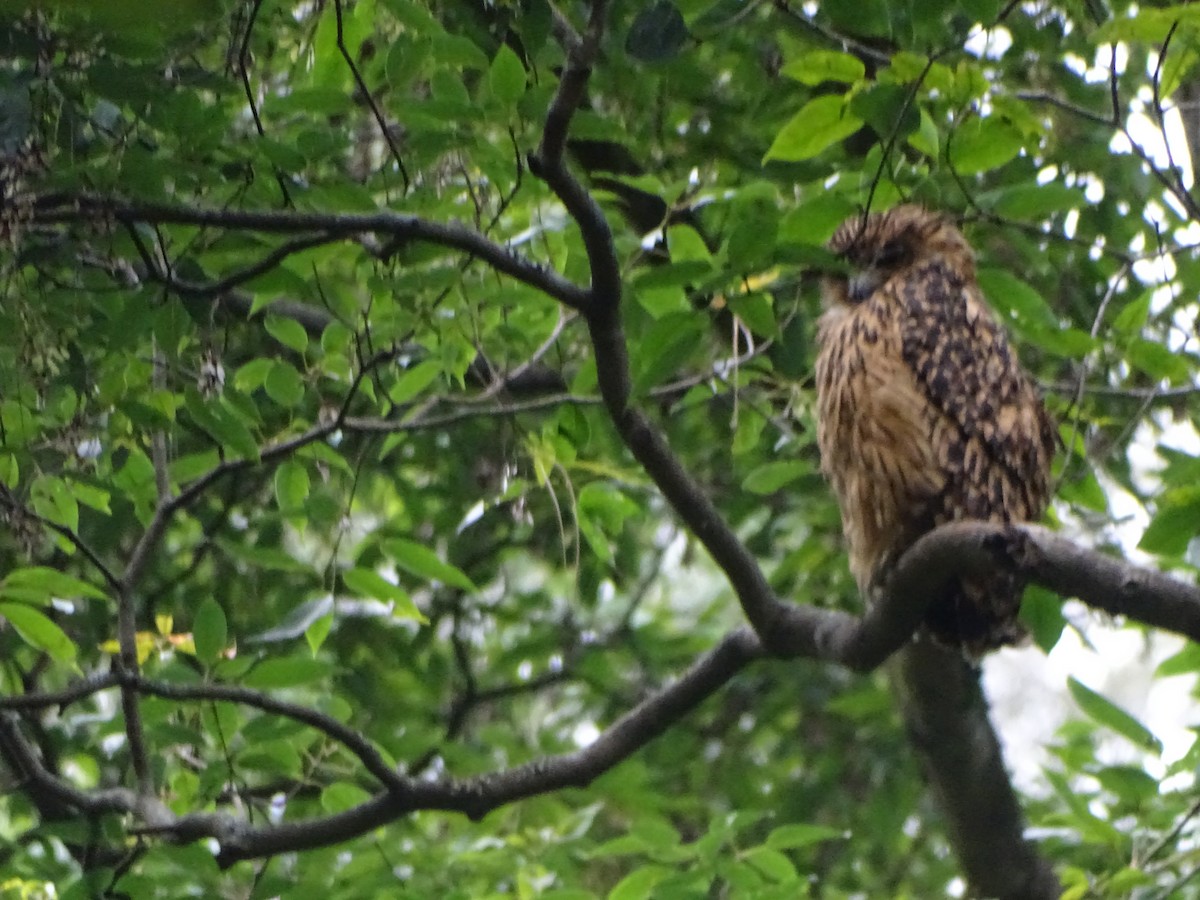 Tawny Fish-Owl - ML636705155