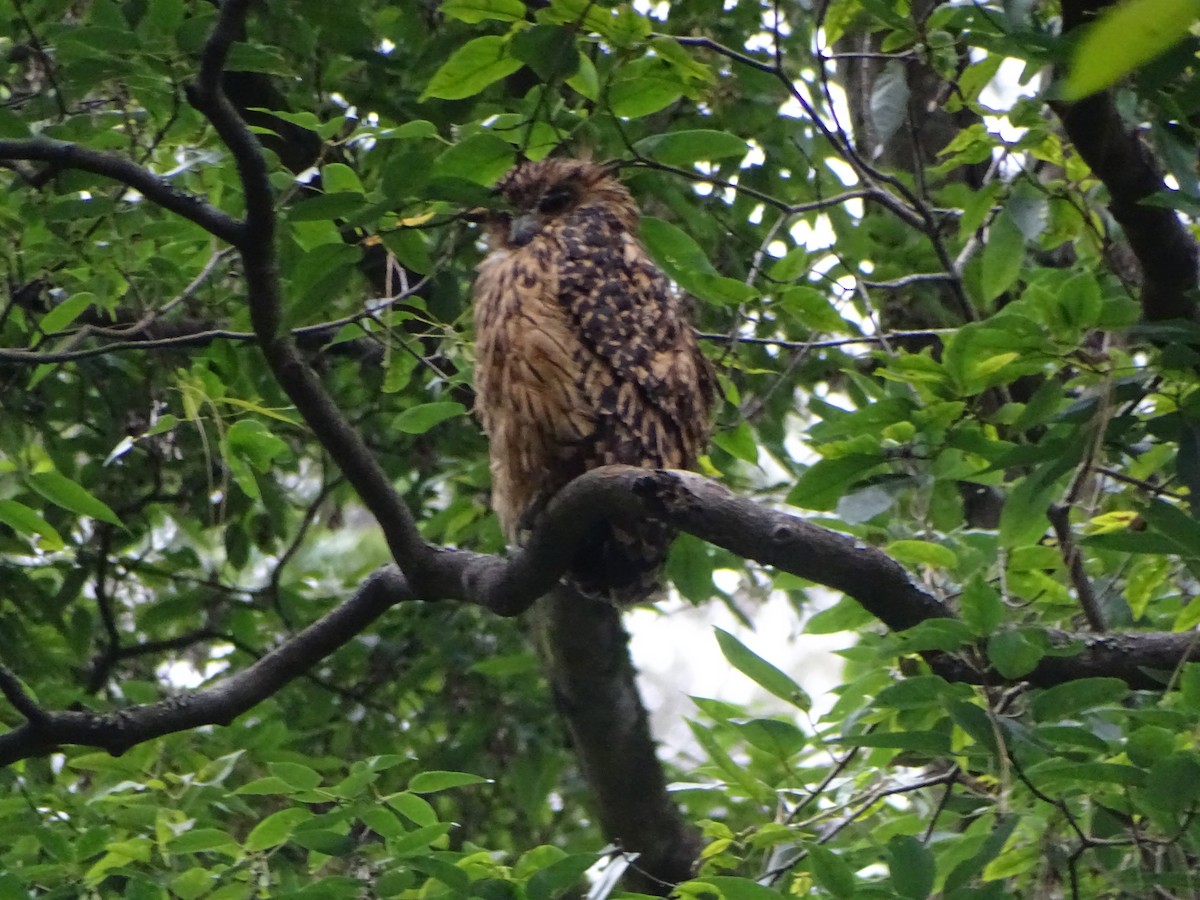 Tawny Fish-Owl - ML636705158