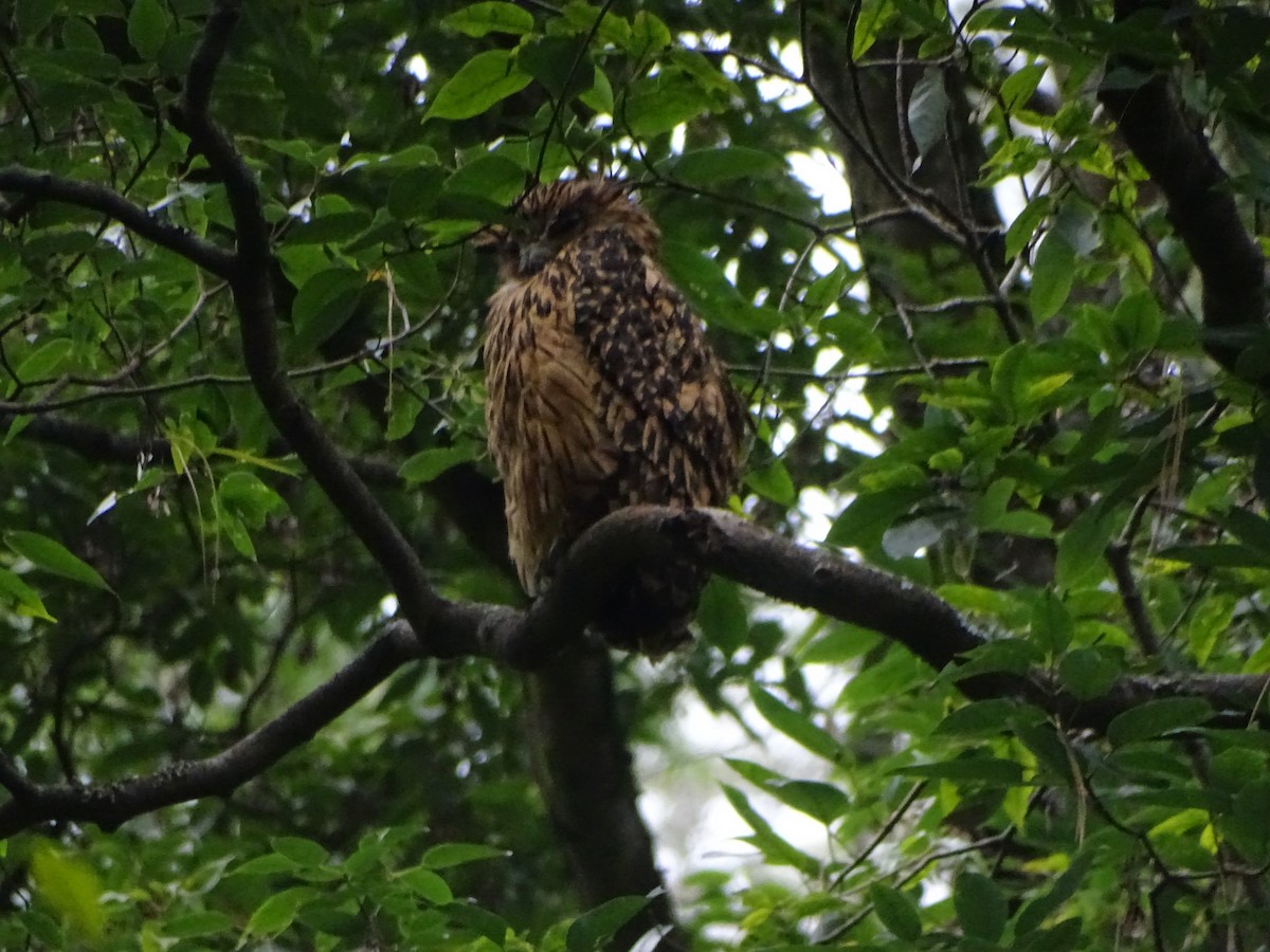 Tawny Fish-Owl - ML636705159