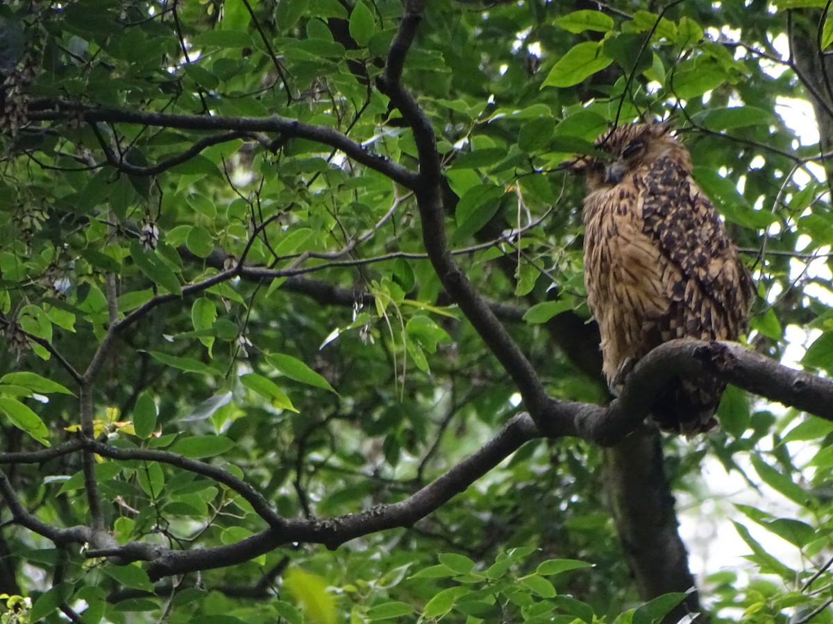 Tawny Fish-Owl - ML636705162