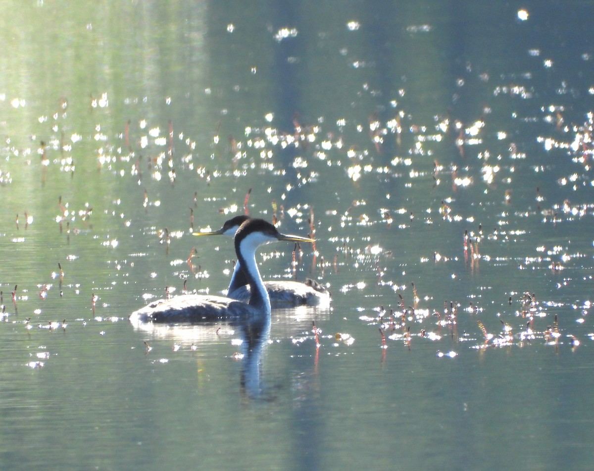 Western Grebe - ML636705165