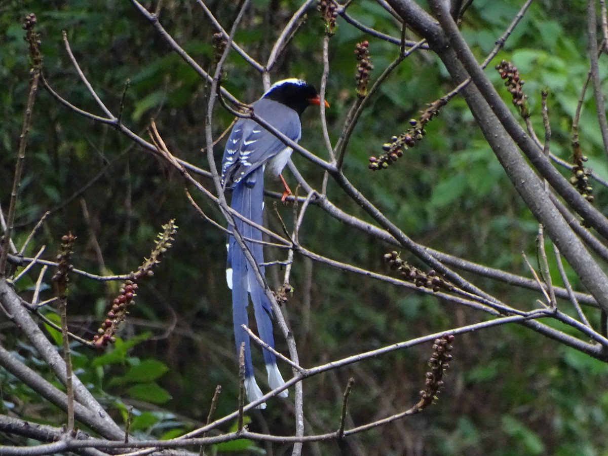 Red-billed Blue-Magpie - ML636705167