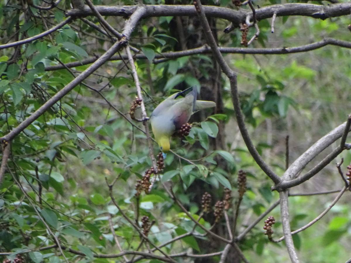 Wedge-tailed Green-Pigeon - ML636705178