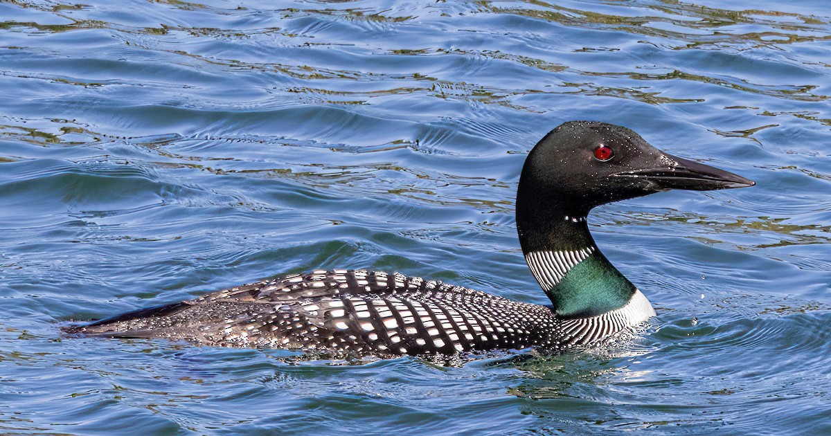 Common Loon - Jeff Todoroff