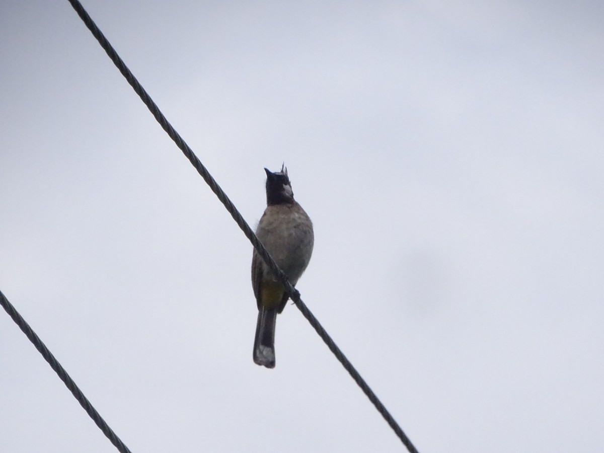 Himalayan Bulbul - ML636705201