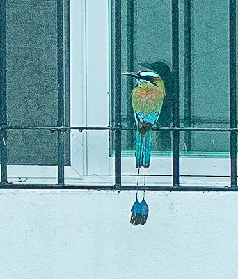 Turquoise-browed Motmot - ML636705213