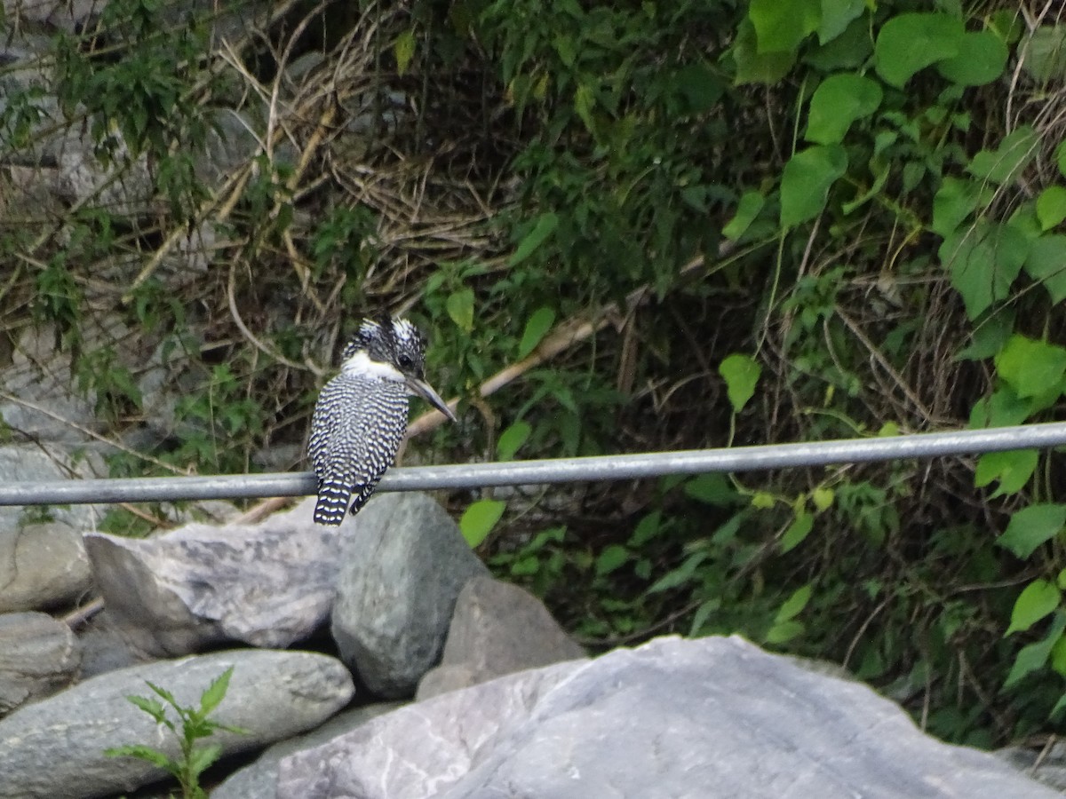 Crested Kingfisher - ML636705215
