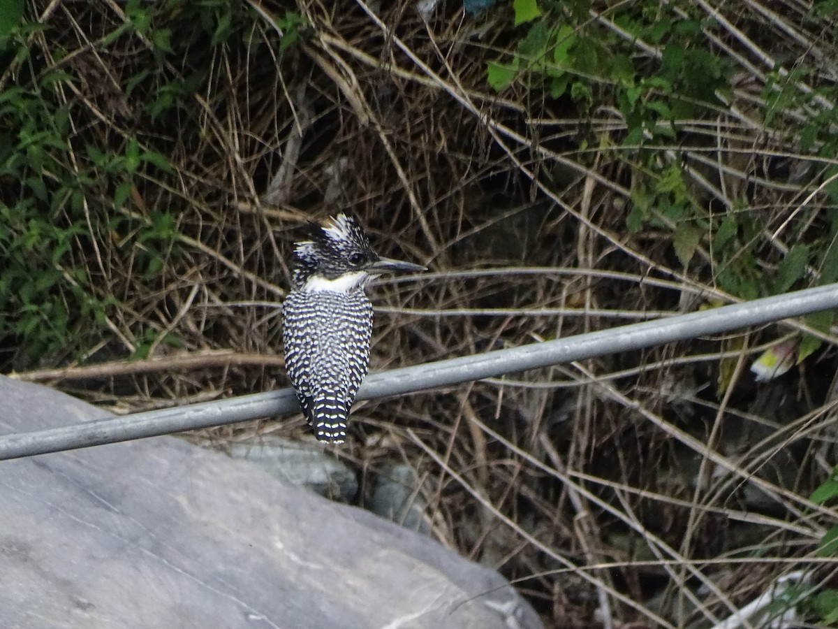 Crested Kingfisher - ML636705218