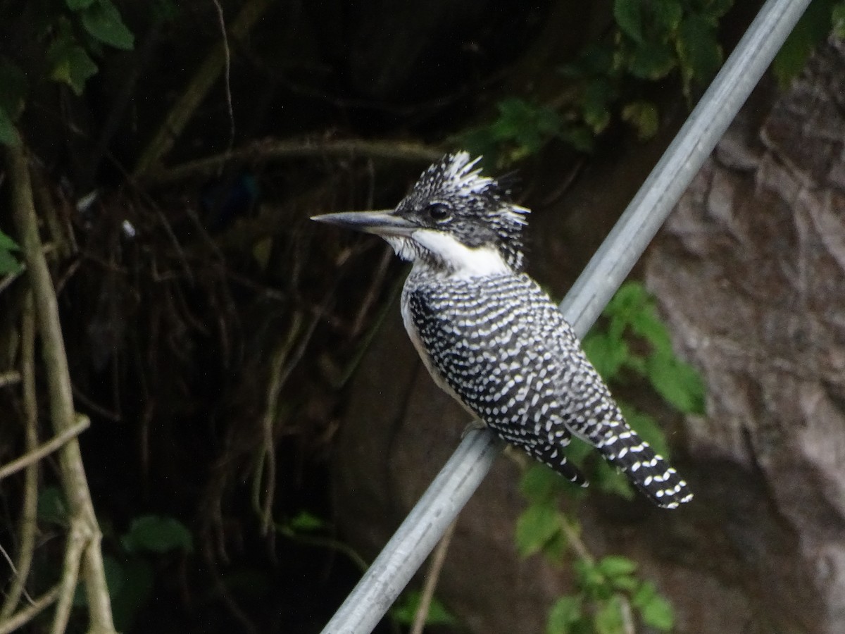 Crested Kingfisher - ML636705221