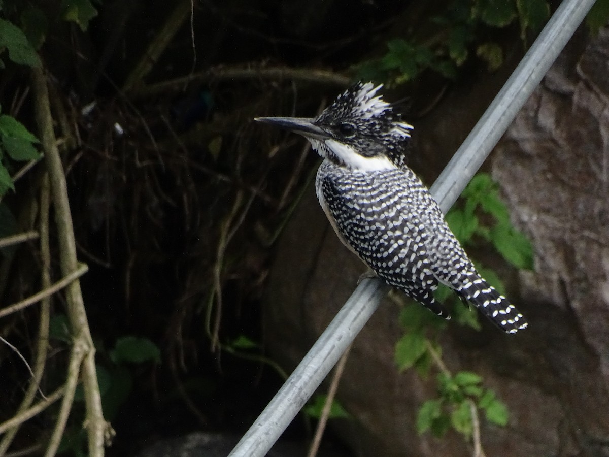 Crested Kingfisher - ML636705223
