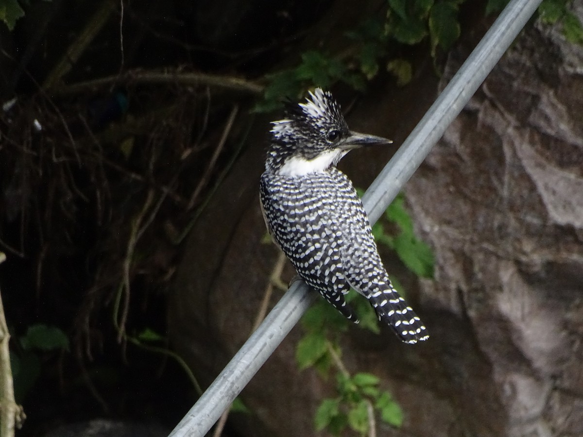 Crested Kingfisher - ML636705230