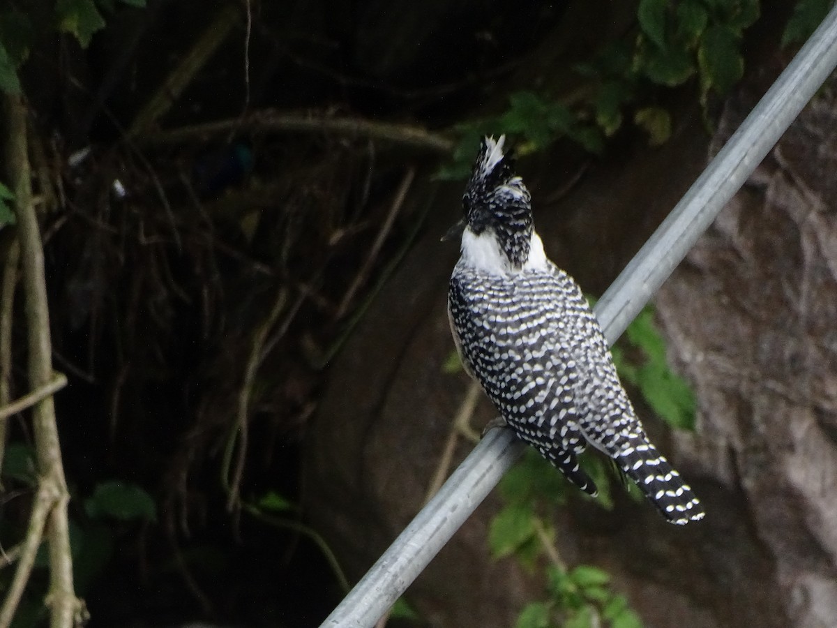 Crested Kingfisher - ML636705233
