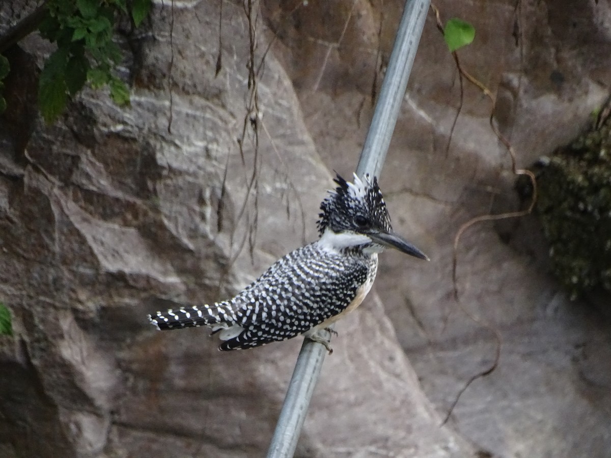 Crested Kingfisher - ML636705234