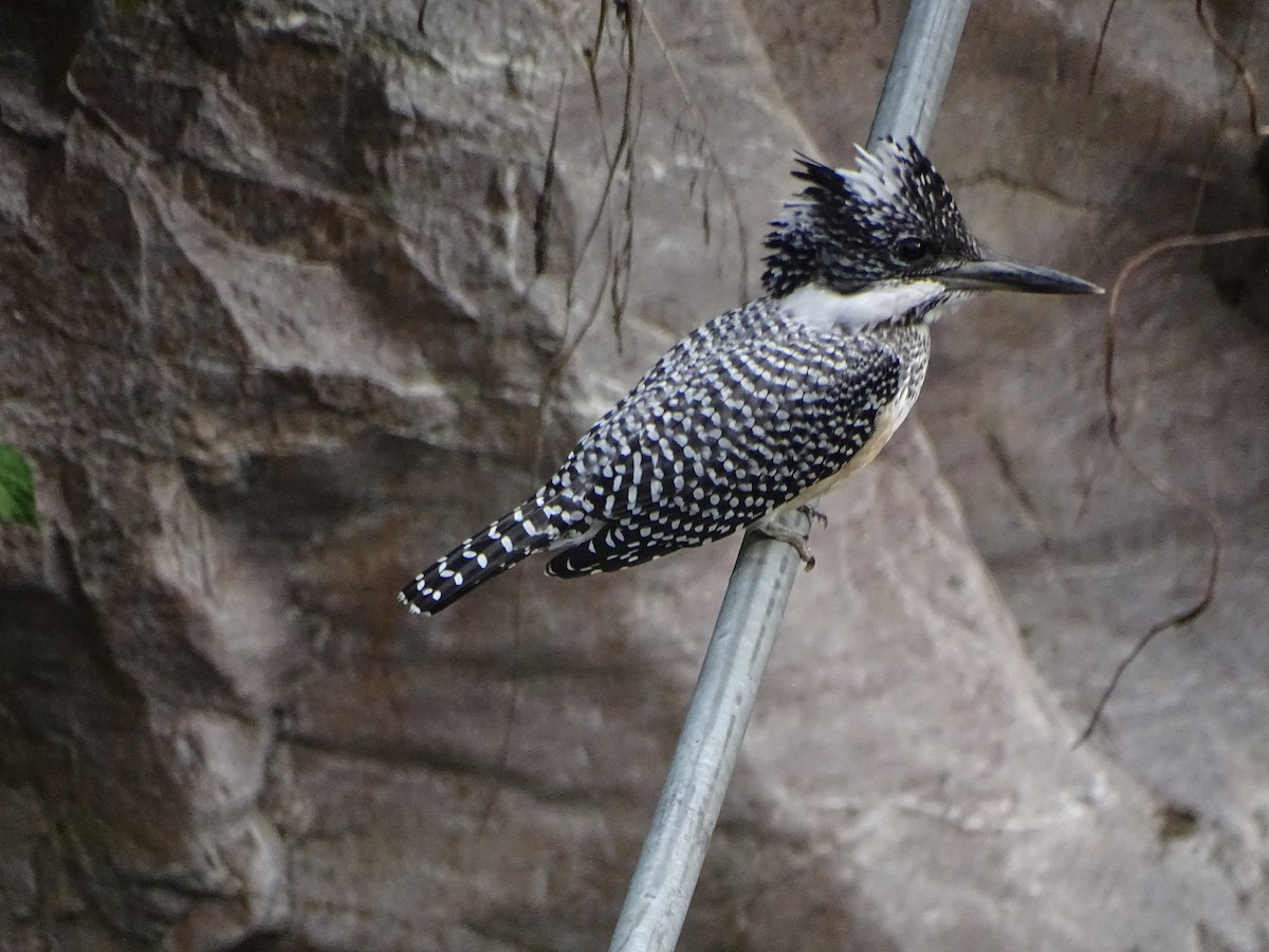 Crested Kingfisher - ML636705235