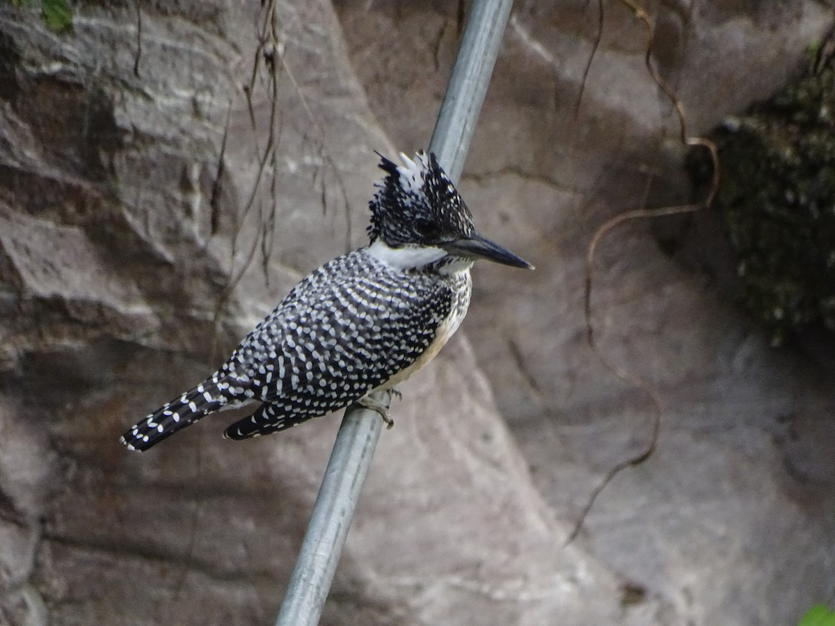 Crested Kingfisher - ML636705241