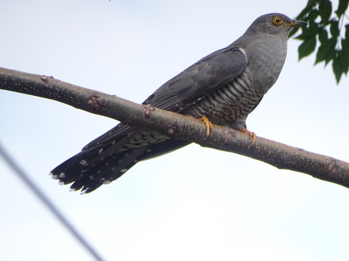Common Cuckoo - ML636705260